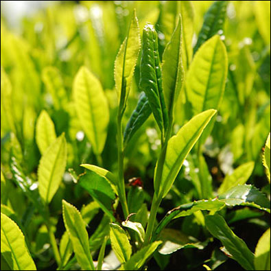 shincha