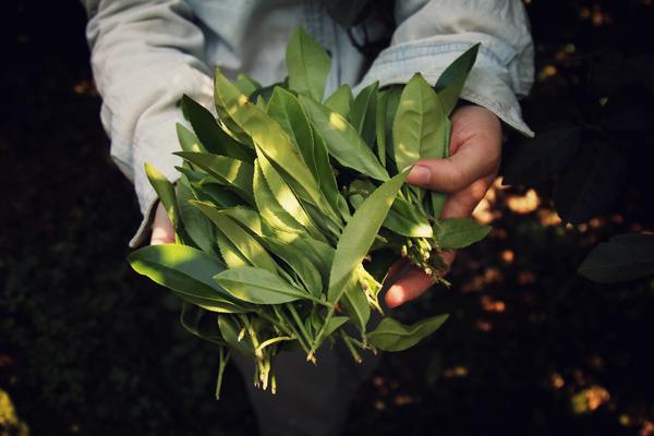 liście herbaty w dłoniach