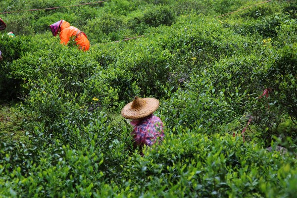 Zbiory herbaty w Tongmuguan