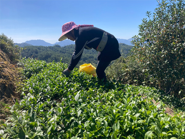 zbiór oolonga Tie Guan Yin, Anxi, Chiny