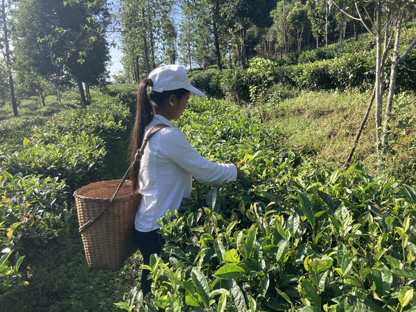 zbió herbaty pu-erh,Yunnan, Chiny