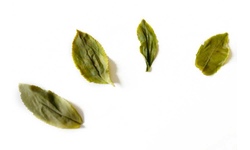Liście herbaty zielonej Lu'an Gua Pian