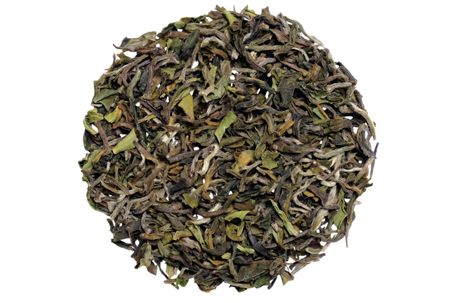 Darjeeling Singell FF 2026