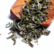 Darjeeling Singell FF 2026