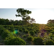 Gruzińska Kvenobani 2026