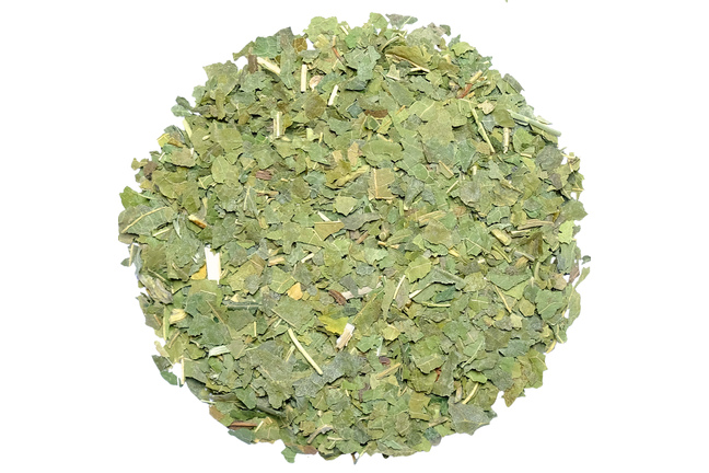Morwa Biała - liście