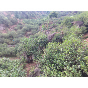 Matai Gushu Sheng Pu-erh 2025