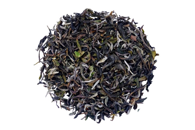 Darjeeling Snowview FF 2025