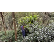 Dong Ding Oolong Special Roast 2024