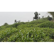 Dong Ding Oolong Special Roast 2024