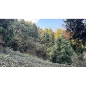 Dong Ding Oolong Special Roast 2024