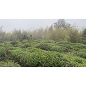 Fenghuang Dong Ding Oolong 2025