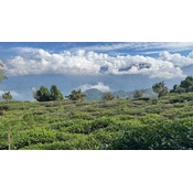 Fenghuang Dong Ding Oolong 2025