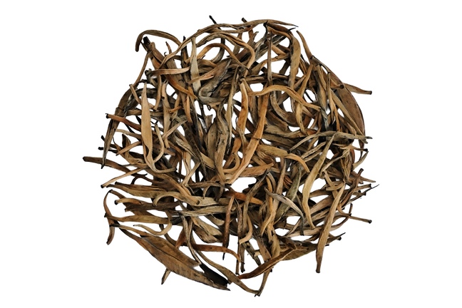Kenia Golden Needle 2025