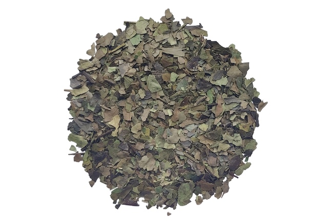 Ilex Guayusa