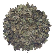 Ilex Guayusa