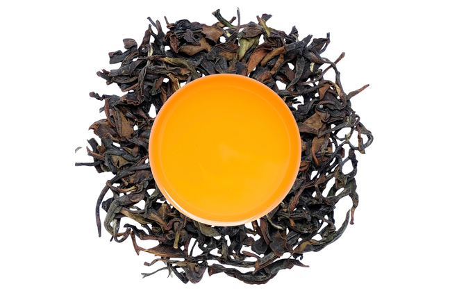 Kangra Amber SF 2026
