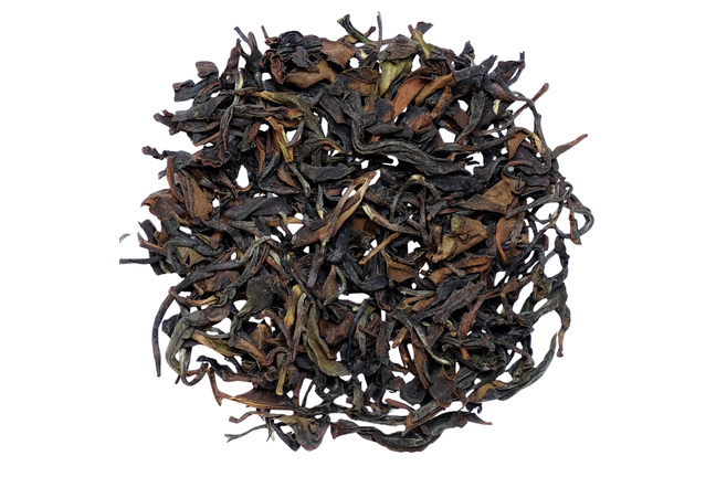Kangra Amber SF 2026