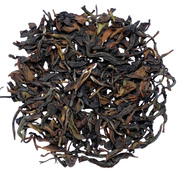 Kangra Amber SF 2026
