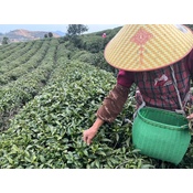 Mingqian Long Jing 2026