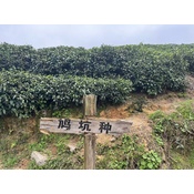 Mingqian Long Jing 2026
